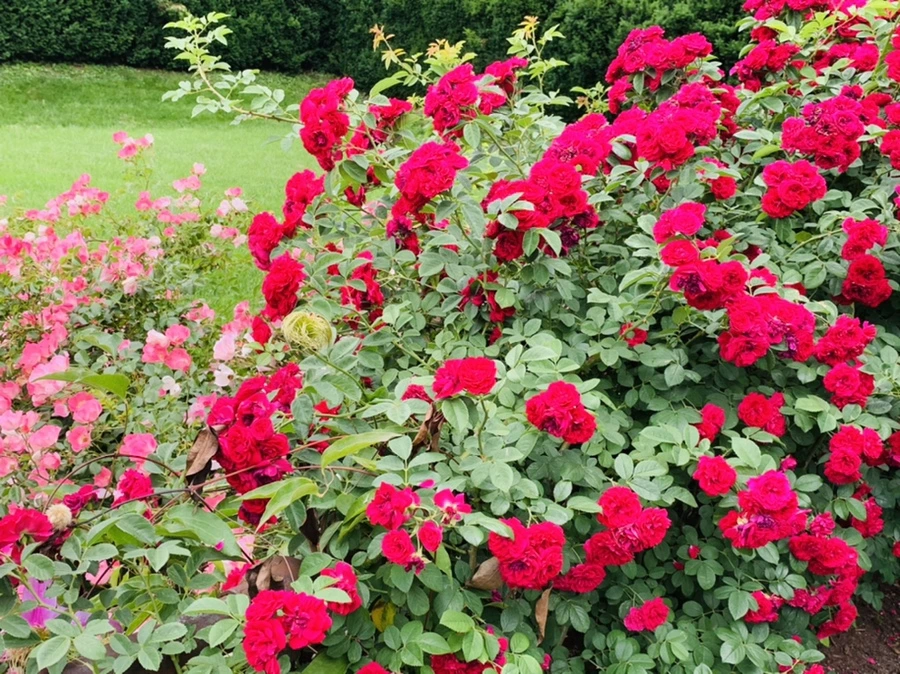 IMG_2932.jpg?type=w966