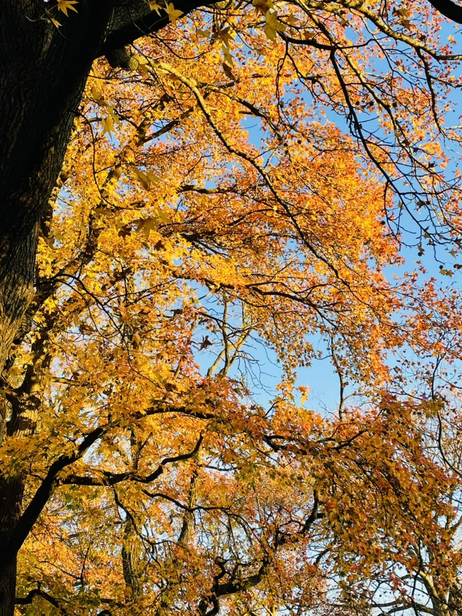 IMG_4077.jpg?type=w966