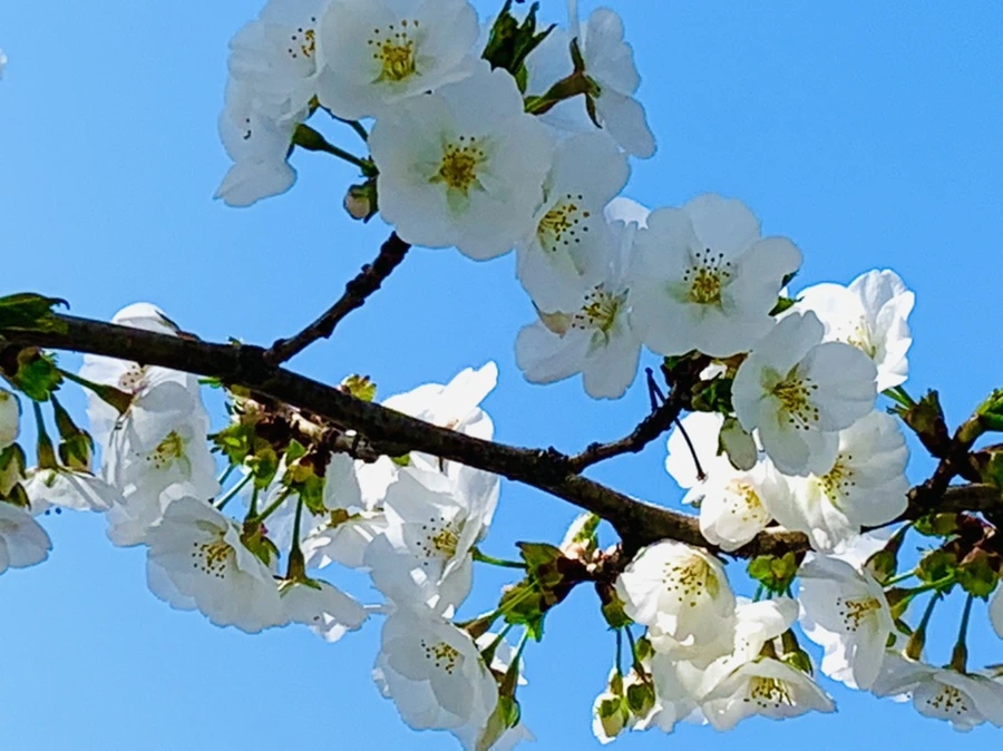 IMG_8419.jpg?type=w966