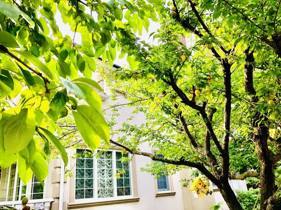 IMG_1368.jpg?type=w966