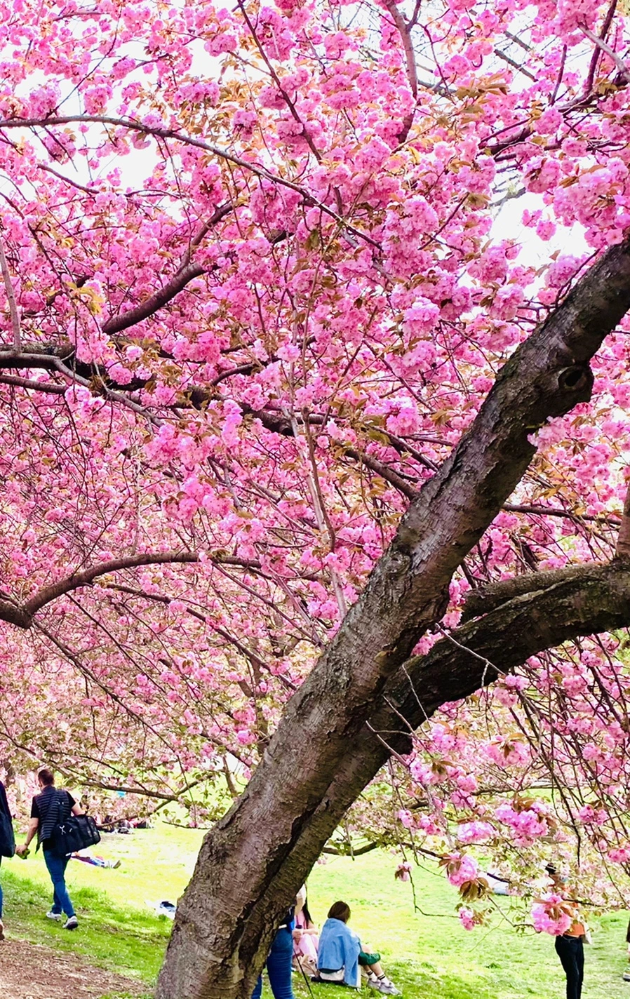 IMG_5201.jpg?type=w966