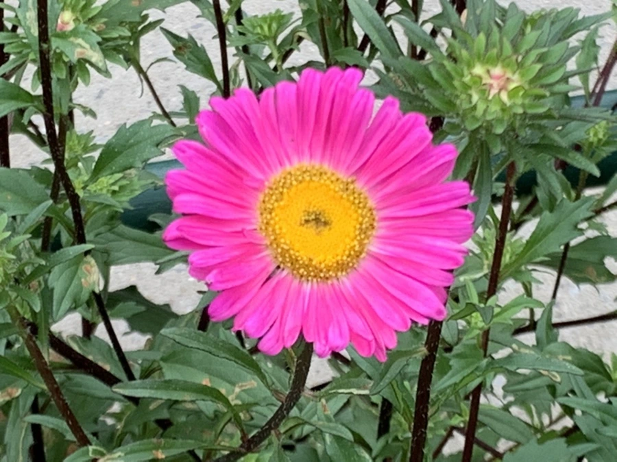 IMG_6096.jpg?type=w966