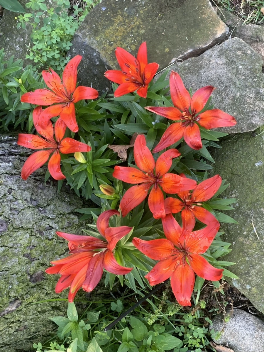 IMG_3987.jpg?type=w966