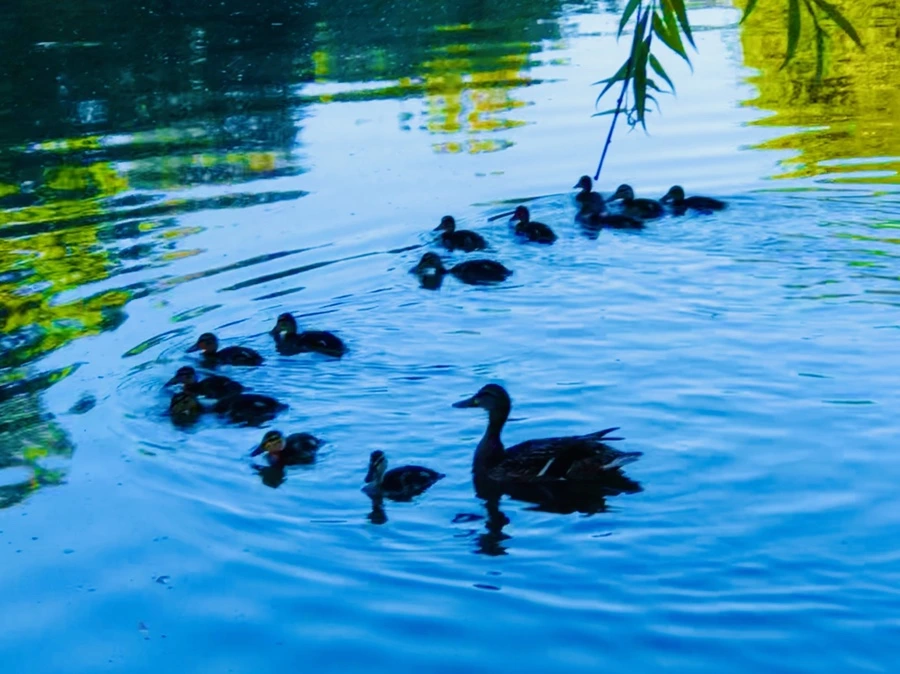 IMG_2580.jpg?type=w966