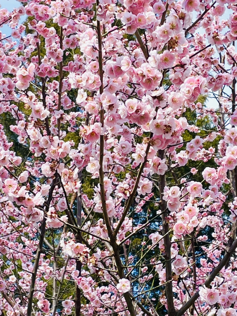 IMG_6630.jpg?type=w966