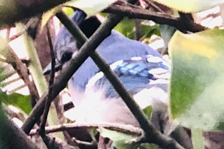 IMG_6348.jpg?type=w966