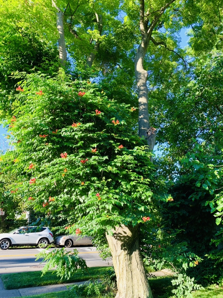 IMG_6221.jpg?type=w966