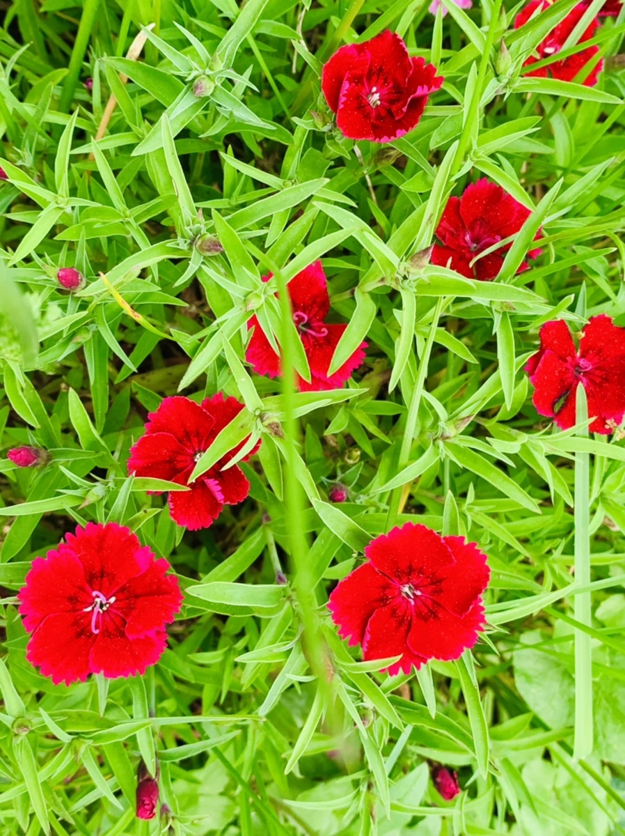 IMG_9014.jpg?type=w966