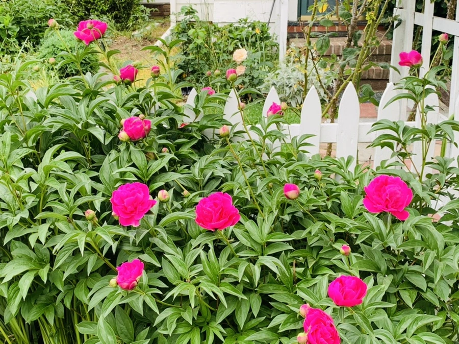 IMG_5436.jpg?type=w966