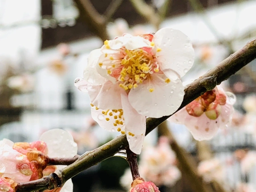 IMG_1782.jpg?type=w966