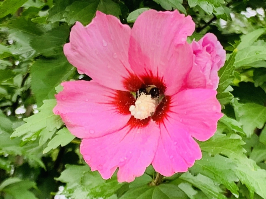 IMG_1004.jpg?type=w966