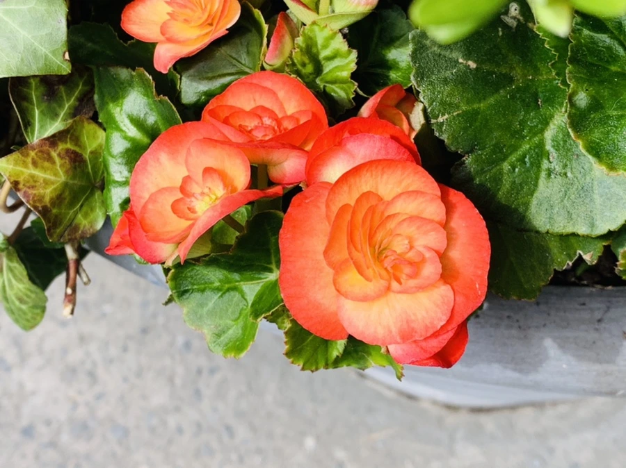 IMG_0059.jpg?type=w966