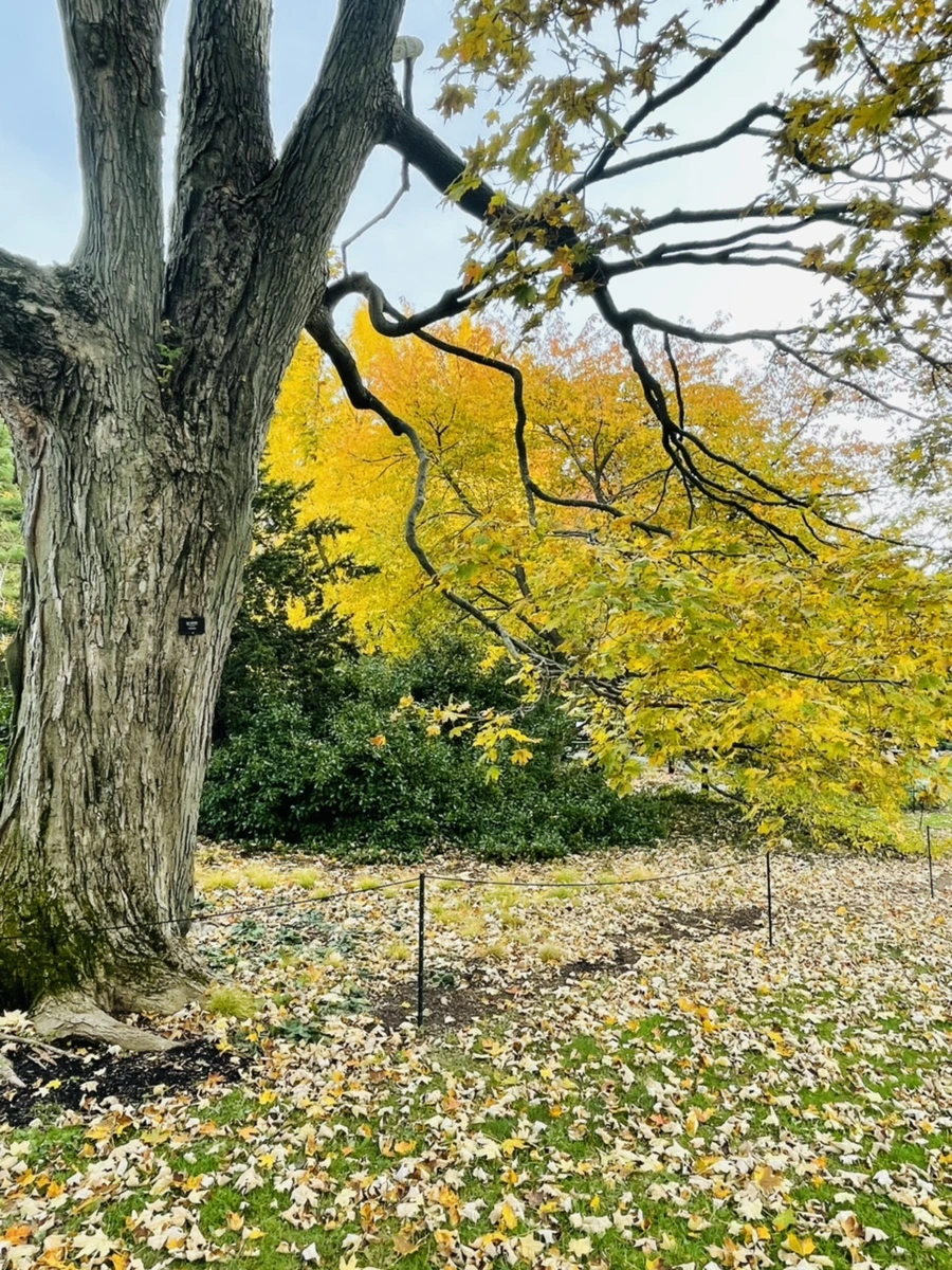 IMG_2417.jpg?type=w966