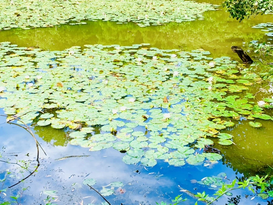 IMG_9291.jpg?type=w966