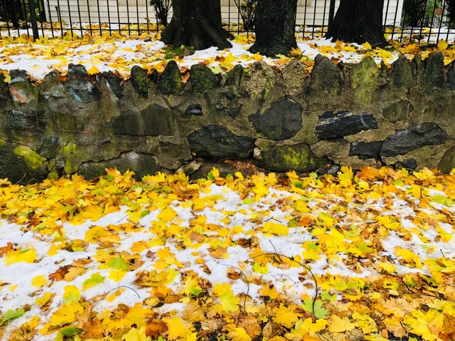 IMG_7801.jpg?type=w966