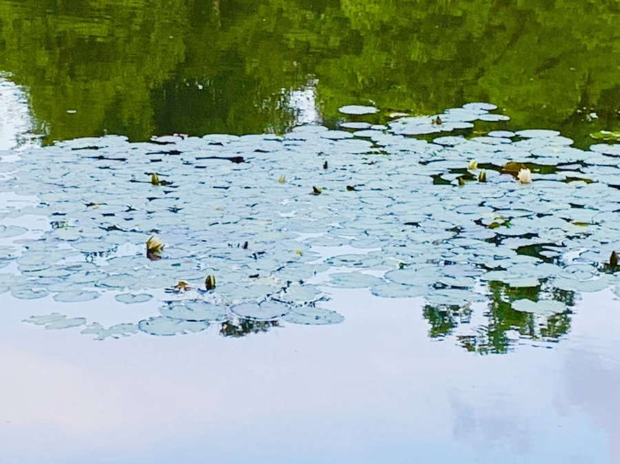 IMG_2975.jpg?type=w966