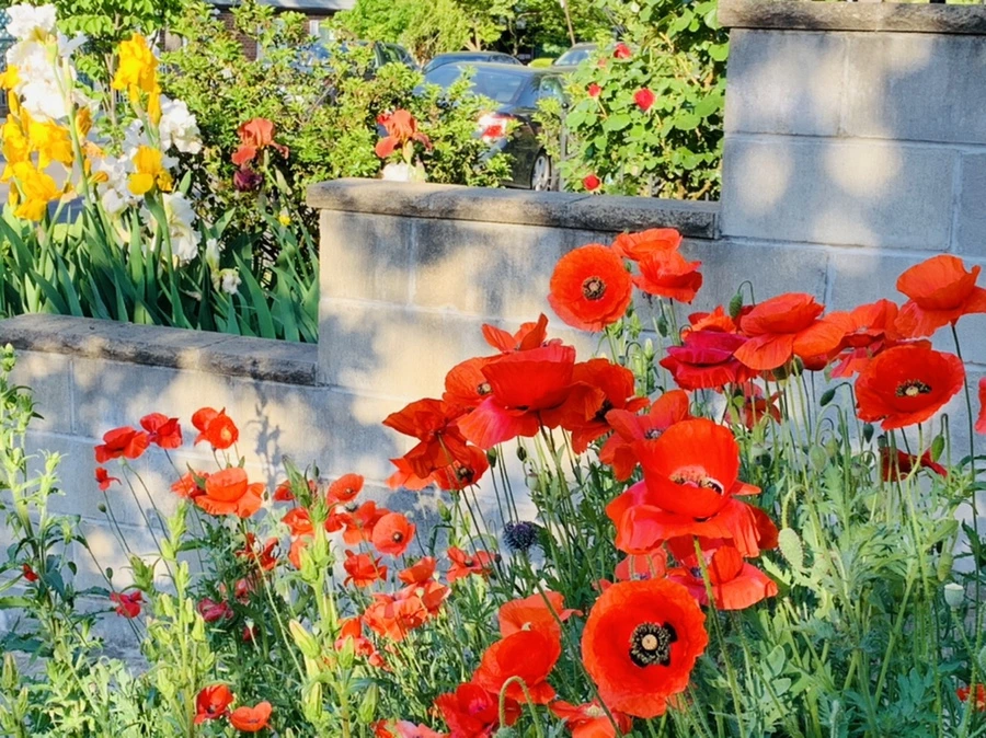 IMG_3347.jpg?type=w966