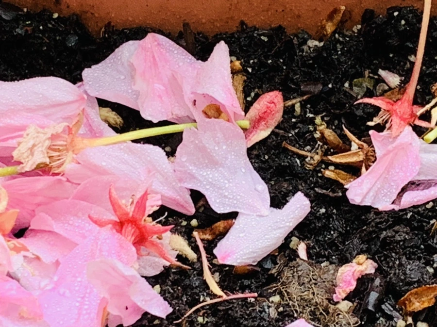 IMG_9652.jpg?type=w966