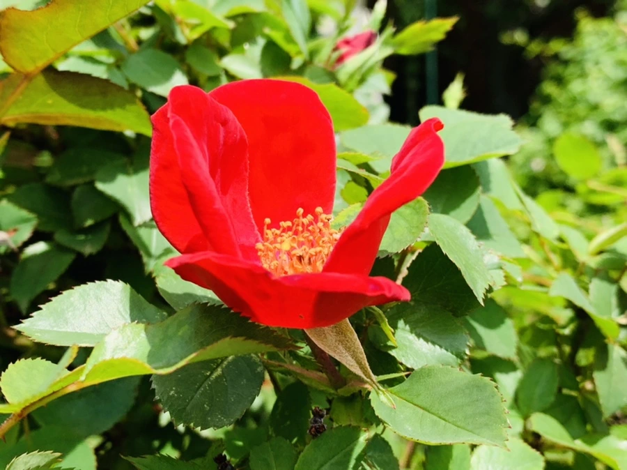 IMG_1512.jpg?type=w966