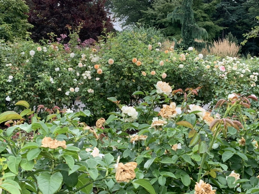 IMG_5079.jpg?type=w966