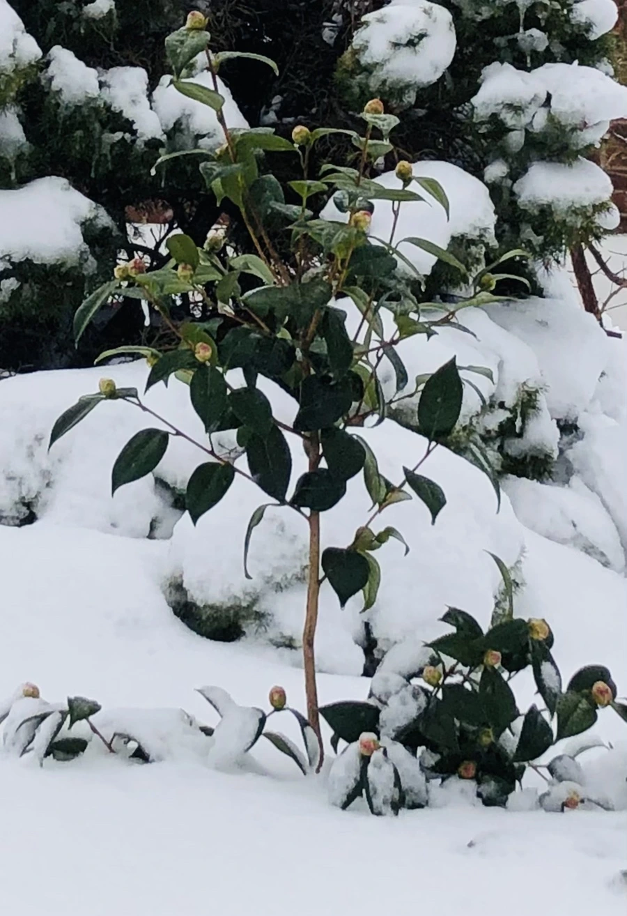 IMG_8945.jpg?type=w966