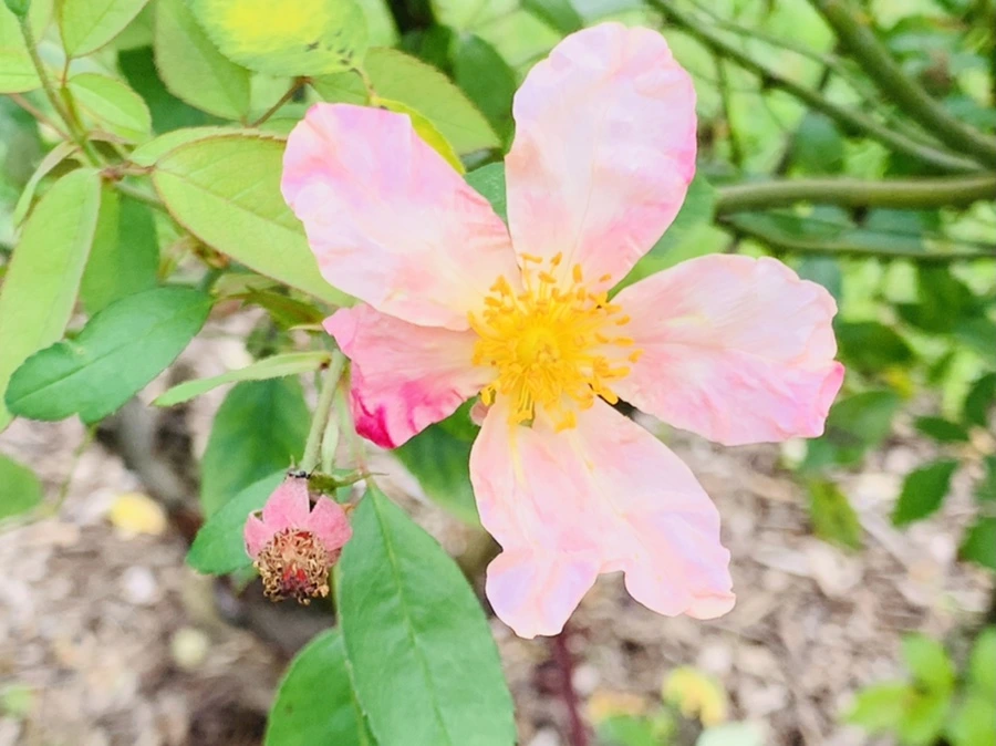 IMG_5032.jpg?type=w966