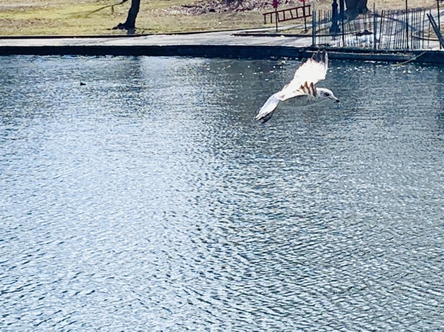 IMG_7279.jpg?type=w966