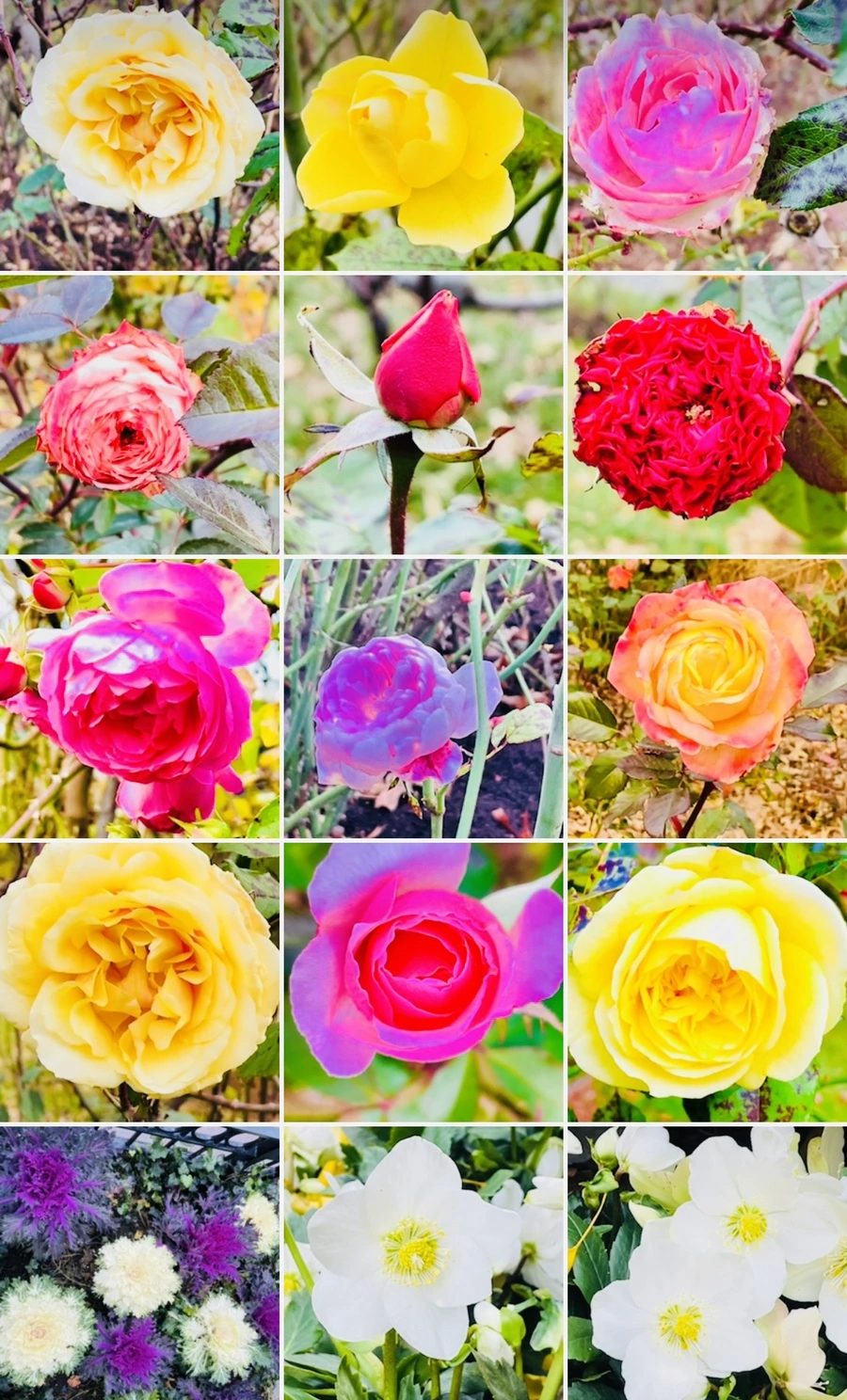 IMG_7364.jpg?type=w966