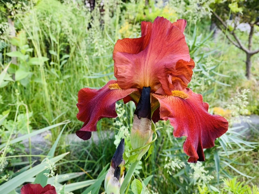 IMG_3263.jpg?type=w966