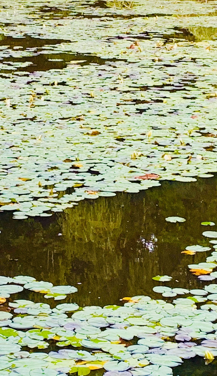 IMG_2963.jpg?type=w966