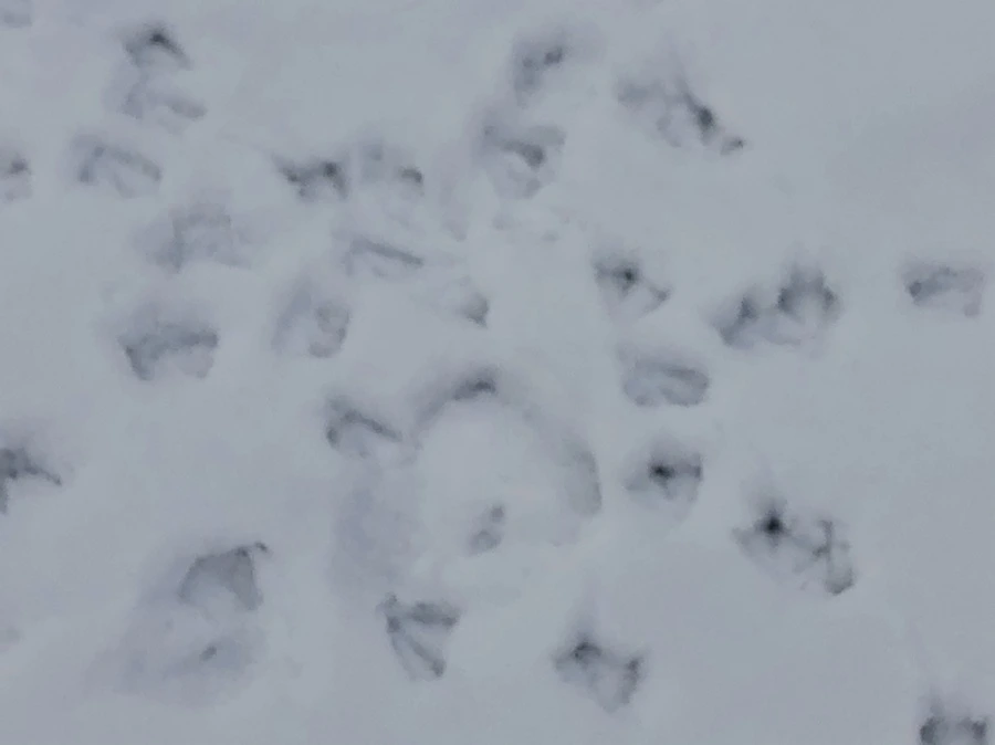 IMG_2546.jpg?type=w966