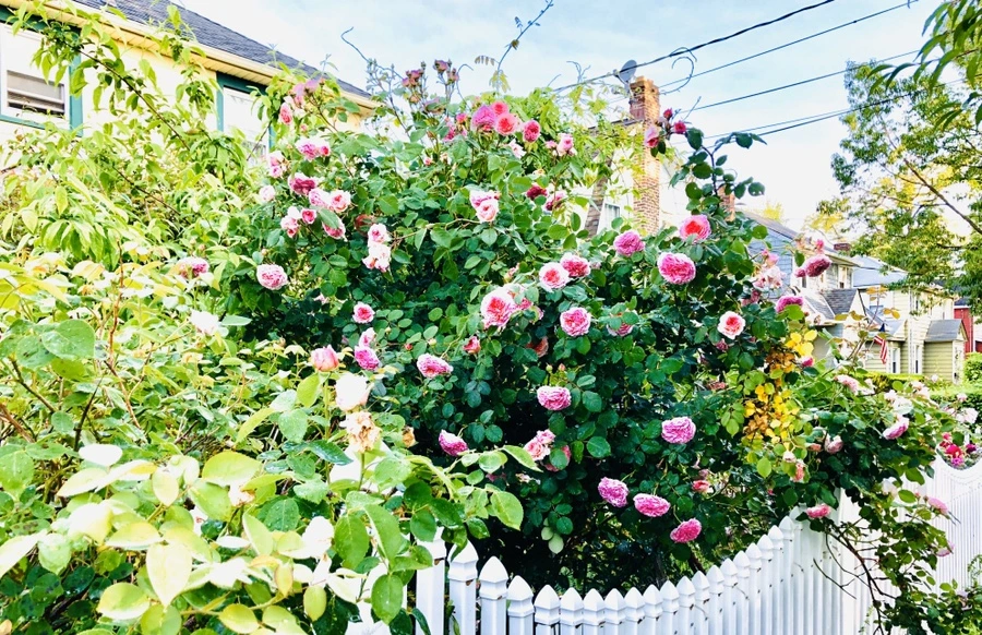 IMG_8078.jpg?type=w966