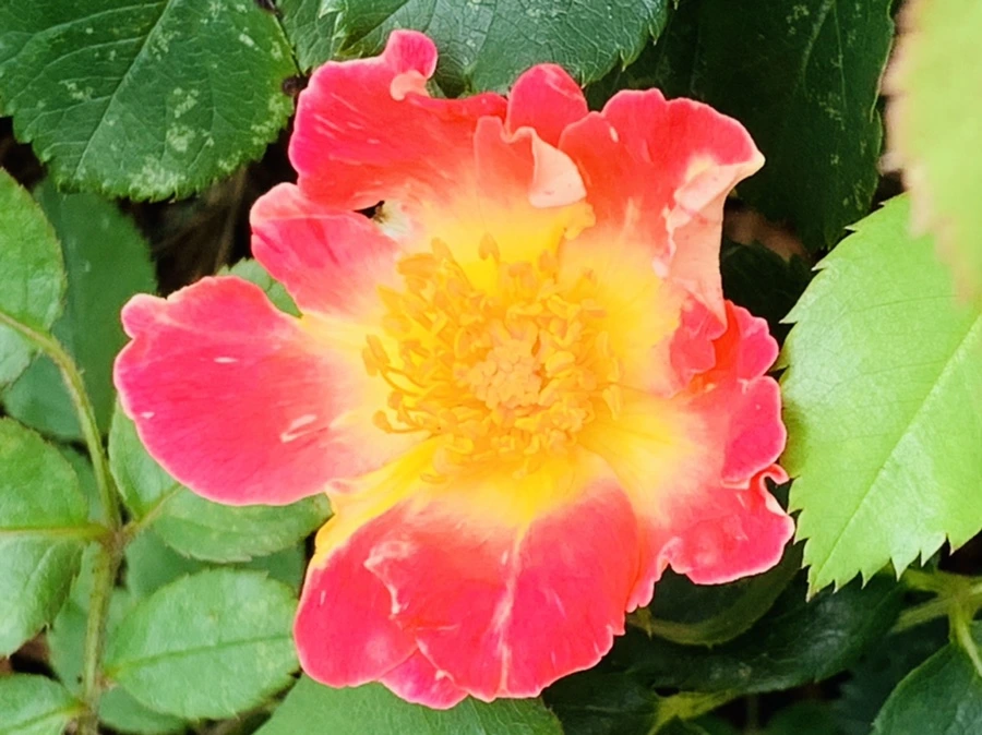 IMG_0526.jpg?type=w966