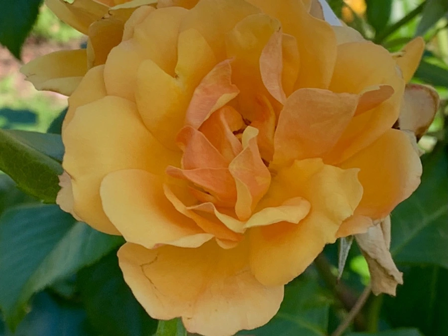 IMG_3103.jpg?type=w966