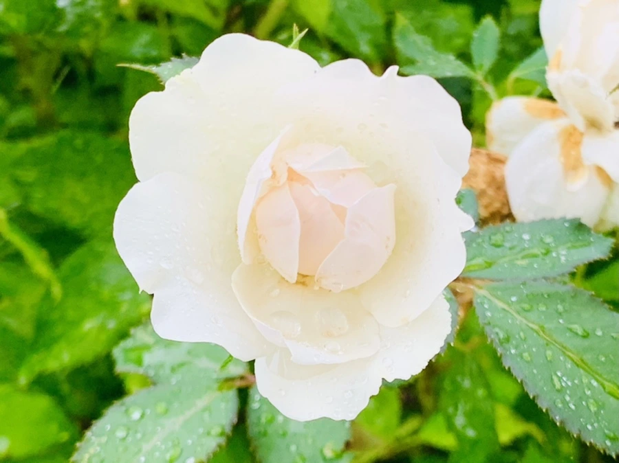 IMG_8805.jpg?type=w966