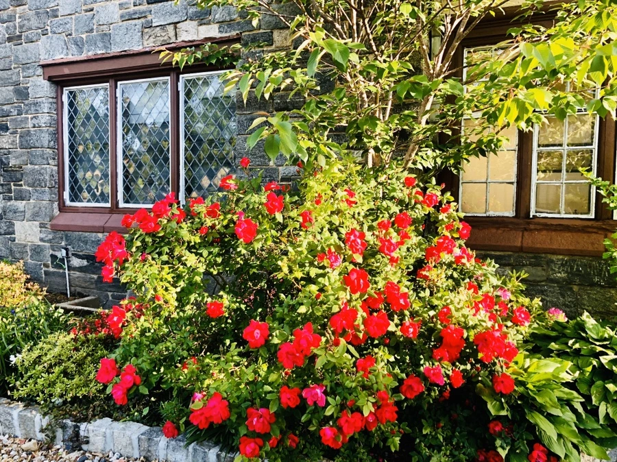 IMG_7409.jpg?type=w966