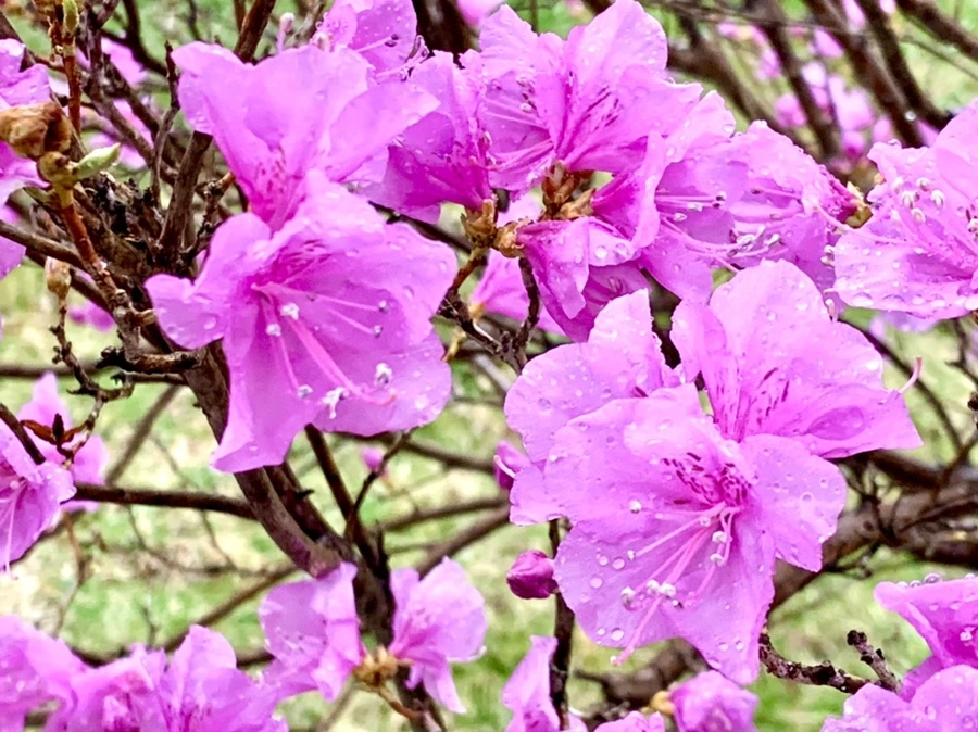 IMG_4918.jpg?type=w966