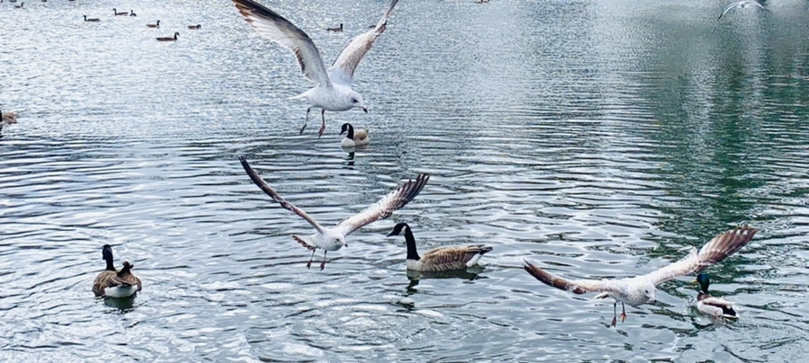 IMG_8144.jpg?type=w966