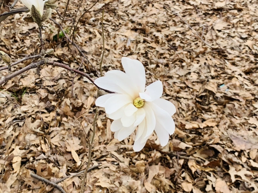 IMG_6017.jpg?type=w966