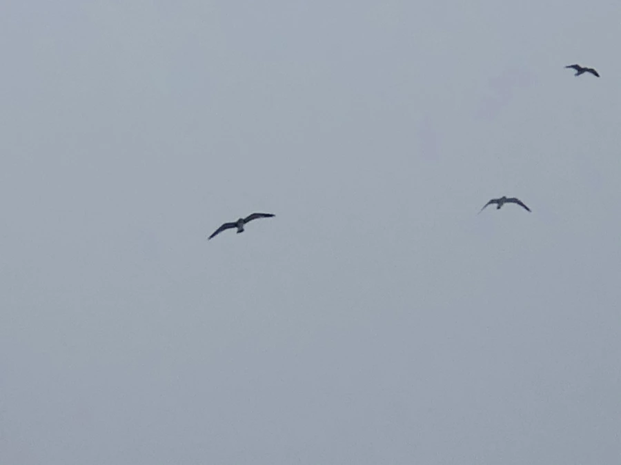 IMG_2731.jpg?type=w966