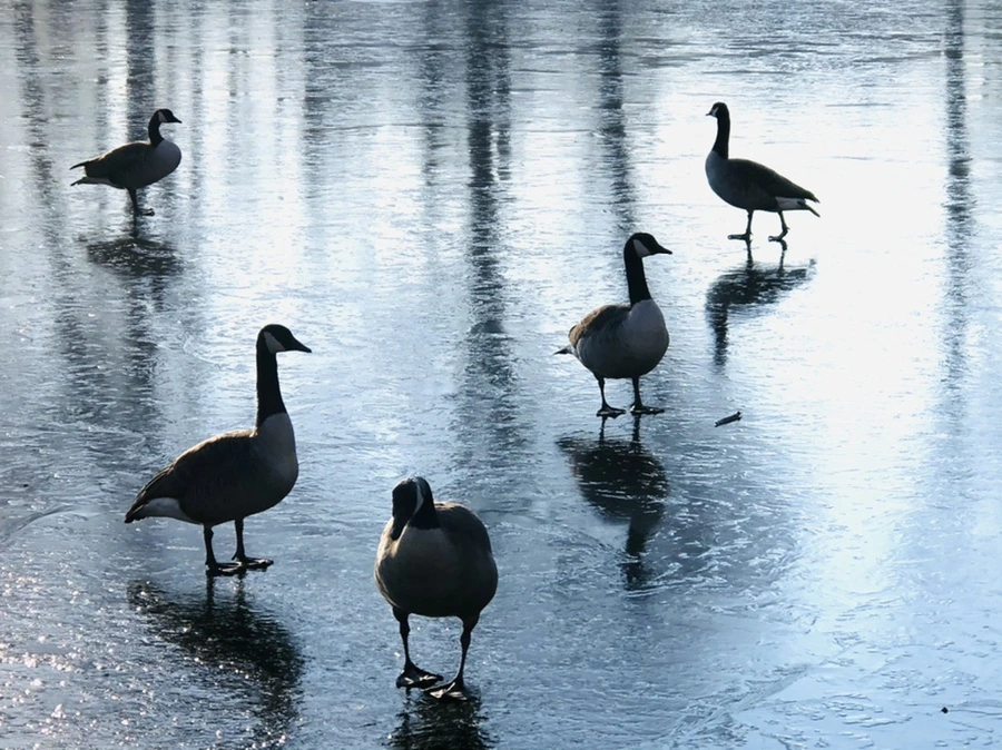 IMG_2311.jpg?type=w966