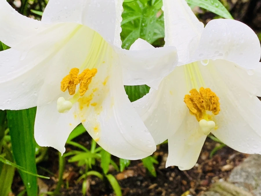 IMG_0089.jpg?type=w966