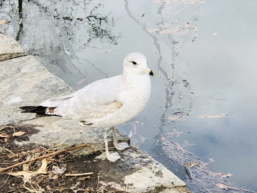 IMG_0020.jpg?type=w966