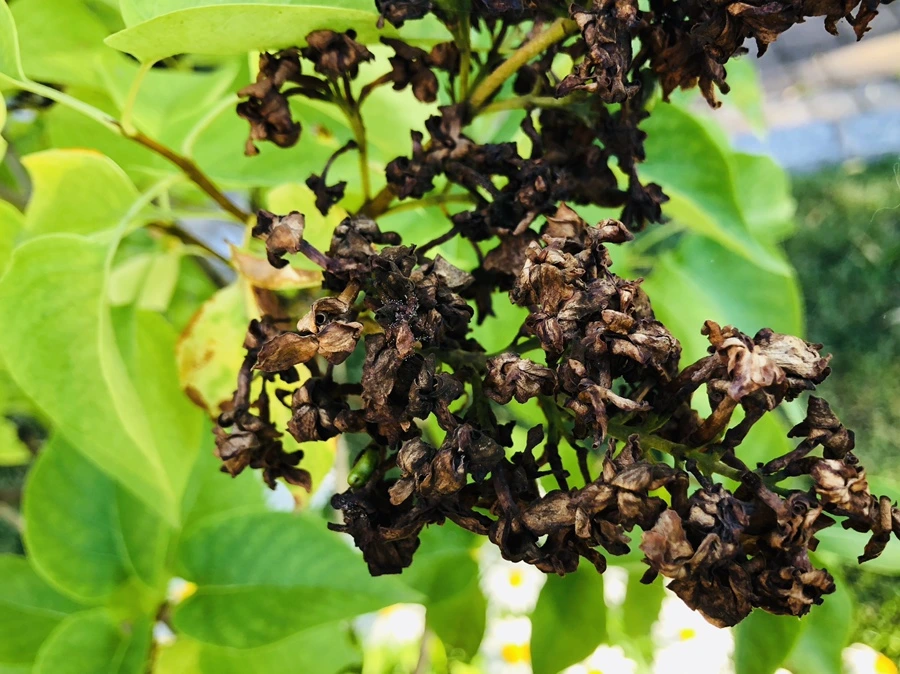 IMG_9076.jpg?type=w966