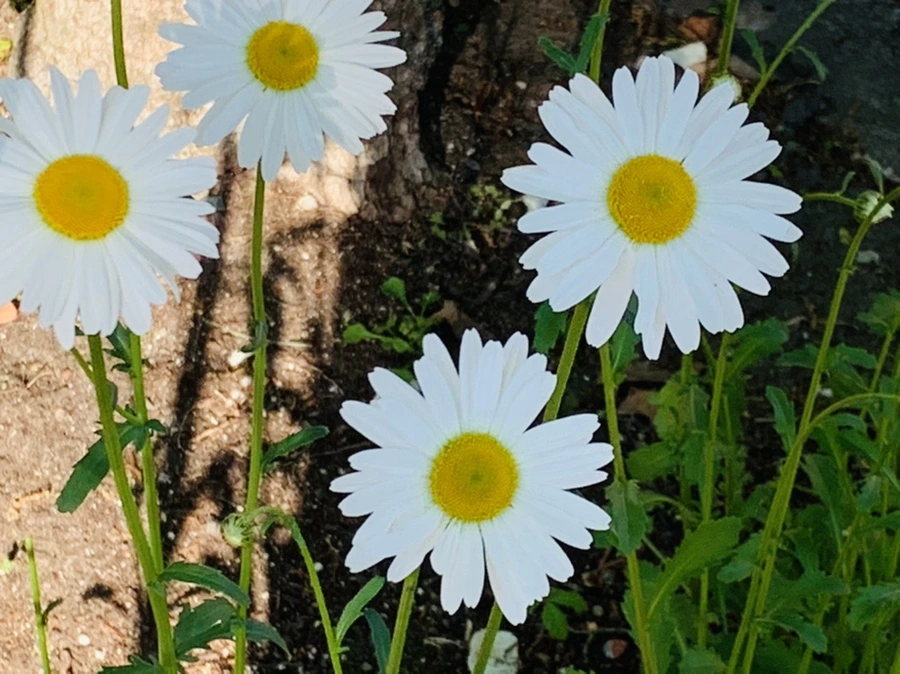 IMG_3555.jpg?type=w966