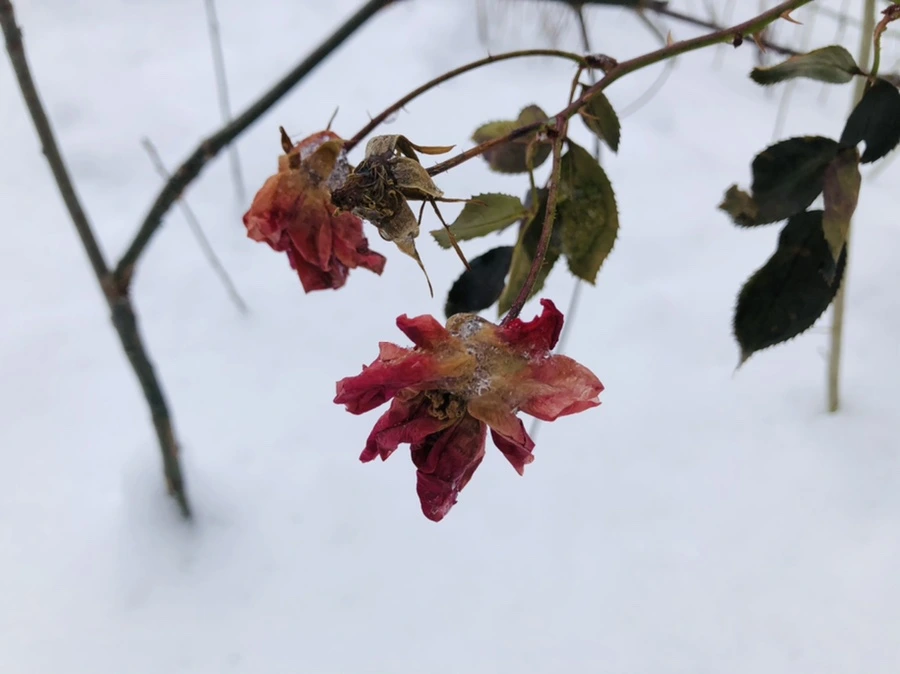 IMG_8937.jpg?type=w966