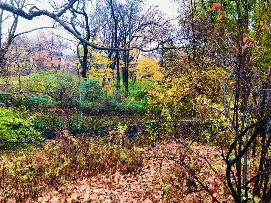 IMG_5736.jpg?type=w966