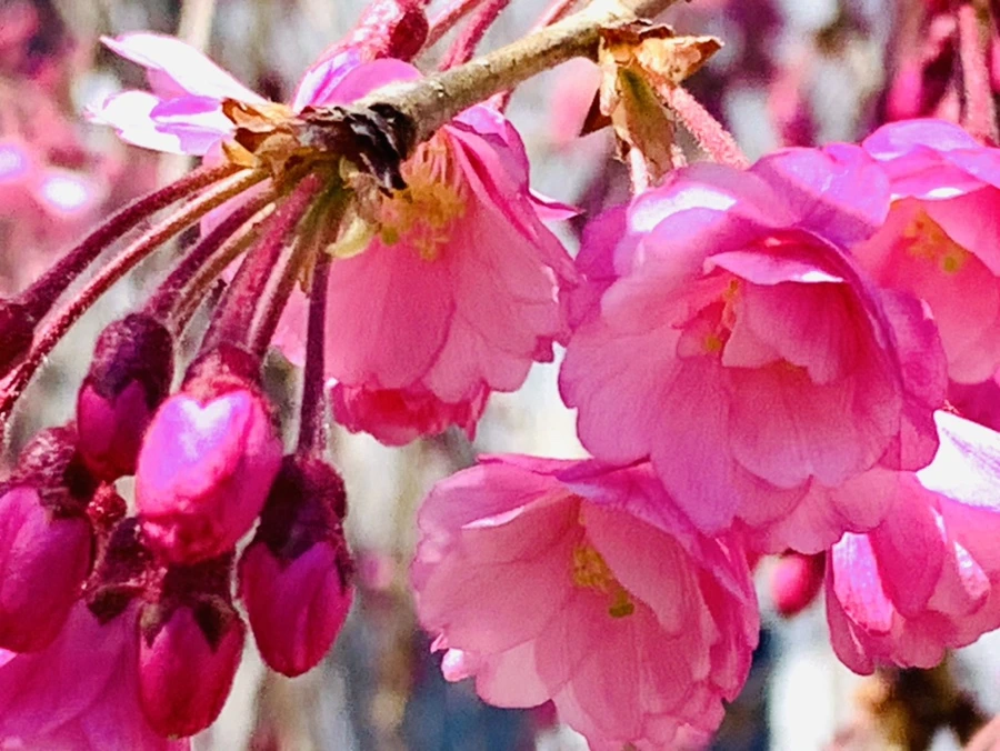 IMG_8333.jpg?type=w966