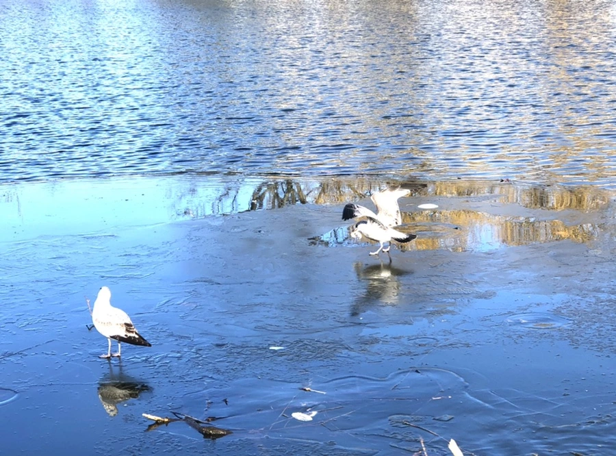 IMG_0529.jpg?type=w966