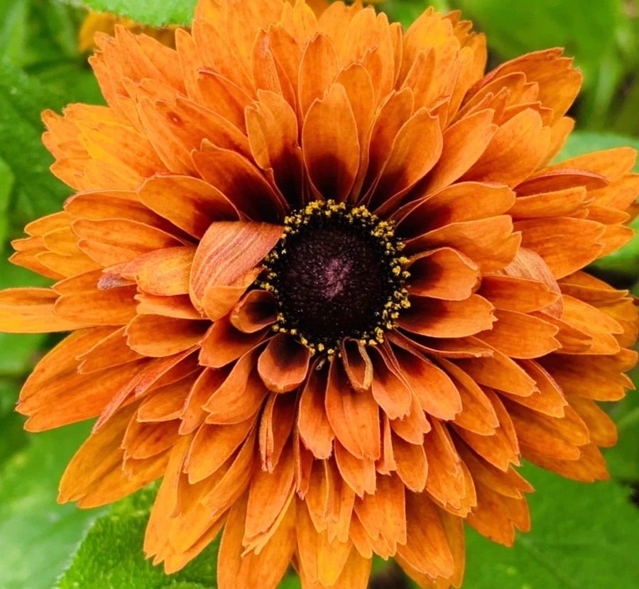 IMG_0401.jpg?type=w966